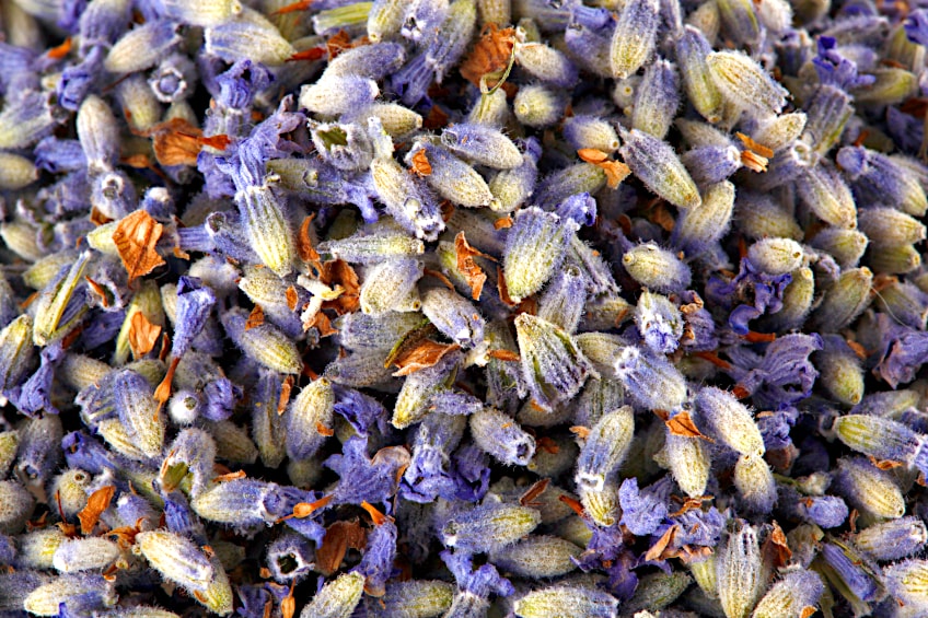 Close-Up of Dried Lavender Flowers