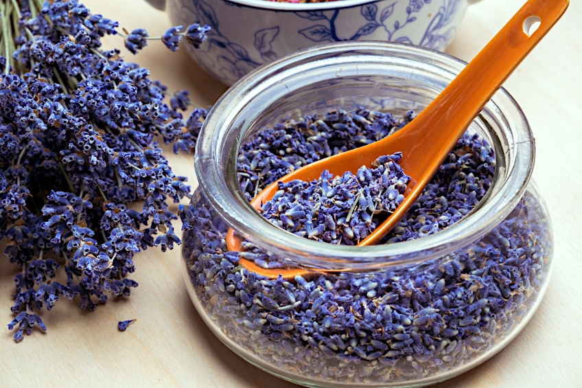 Dried Lavender for Essential Oil