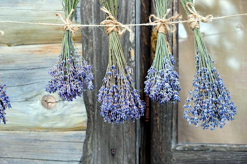 Dry Lavender to Make Oil