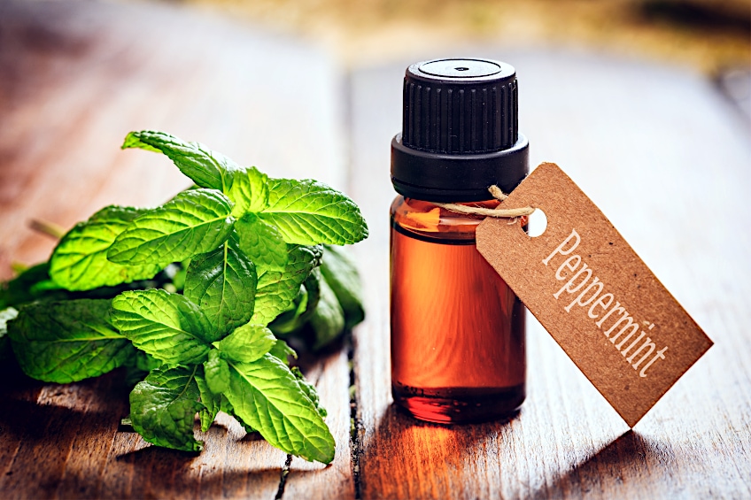 Peppermint Leaves and Oil for Toothcare