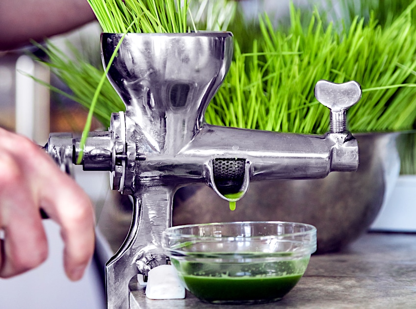 Wheatgrass Herb for Toothache