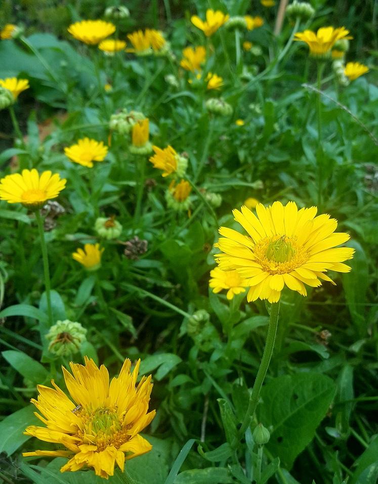 Calendula at Smile 2017